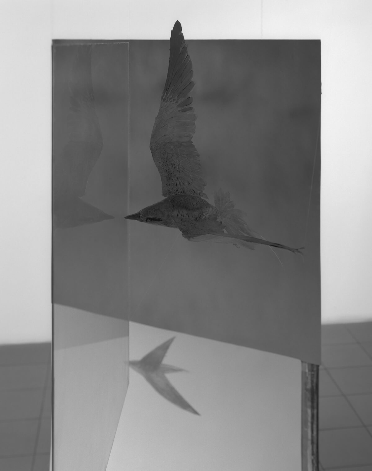 Phaethon, Dangerous Relations - 1 of 3 - 5x4 - black and white photography